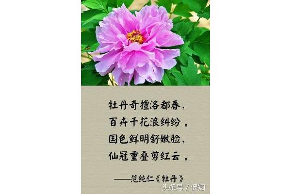 关于牡丹的诗