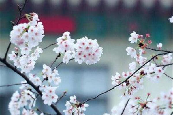 含有花的诗句