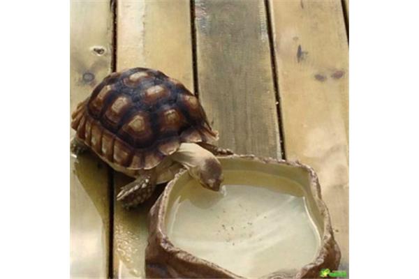 乌龟喝水吗