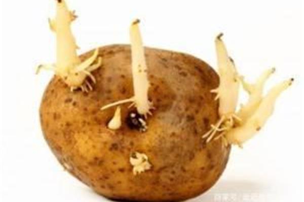 土豆的生长过程