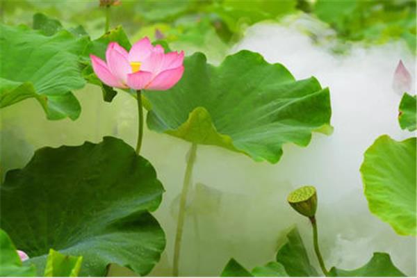 荷花诗句经典名句