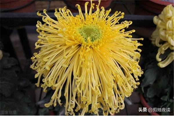 赞美菊花的诗句