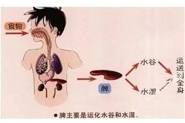 脾不好有哪些症状