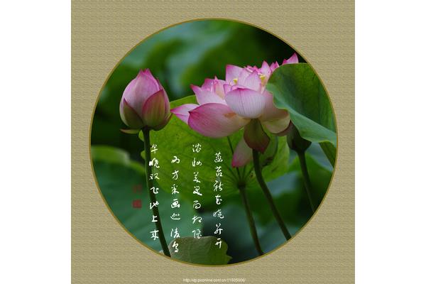 植物的诗歌