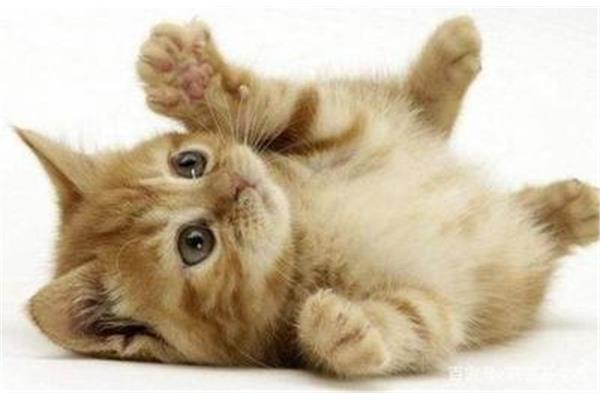 顽皮的小猫