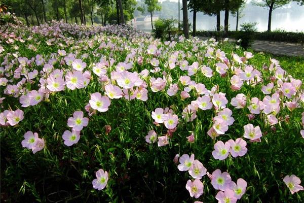 美丽月见草