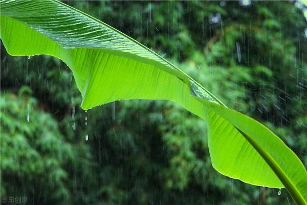 听雨是什么意思
